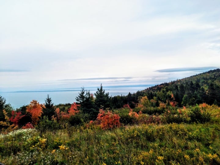 A landscape photo of an autumnal meadow with some fir bushes, overlooking a blue ocean in the background.