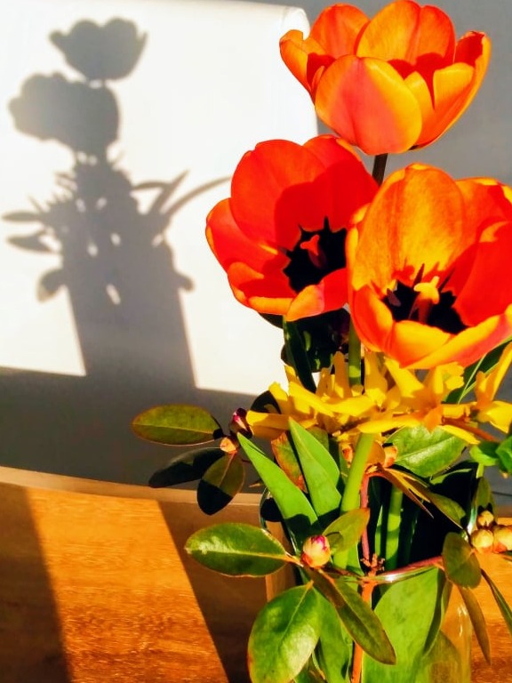 A photo of a vase of orange tulips set upon a wooden tabletop, casting its shadow on a white wall.